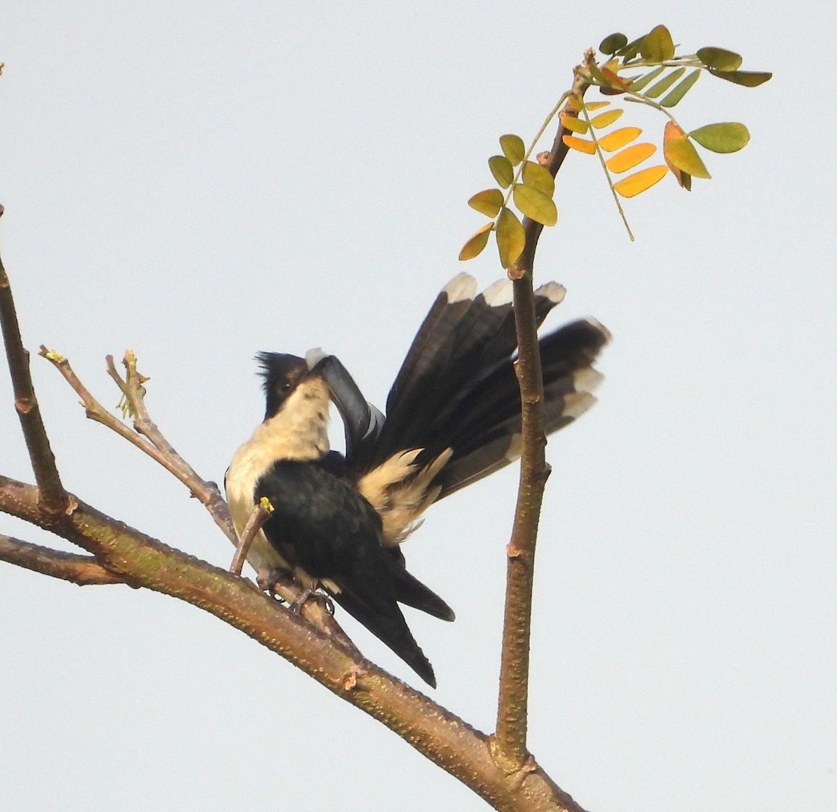 Pied Cuckoo - ML533850271