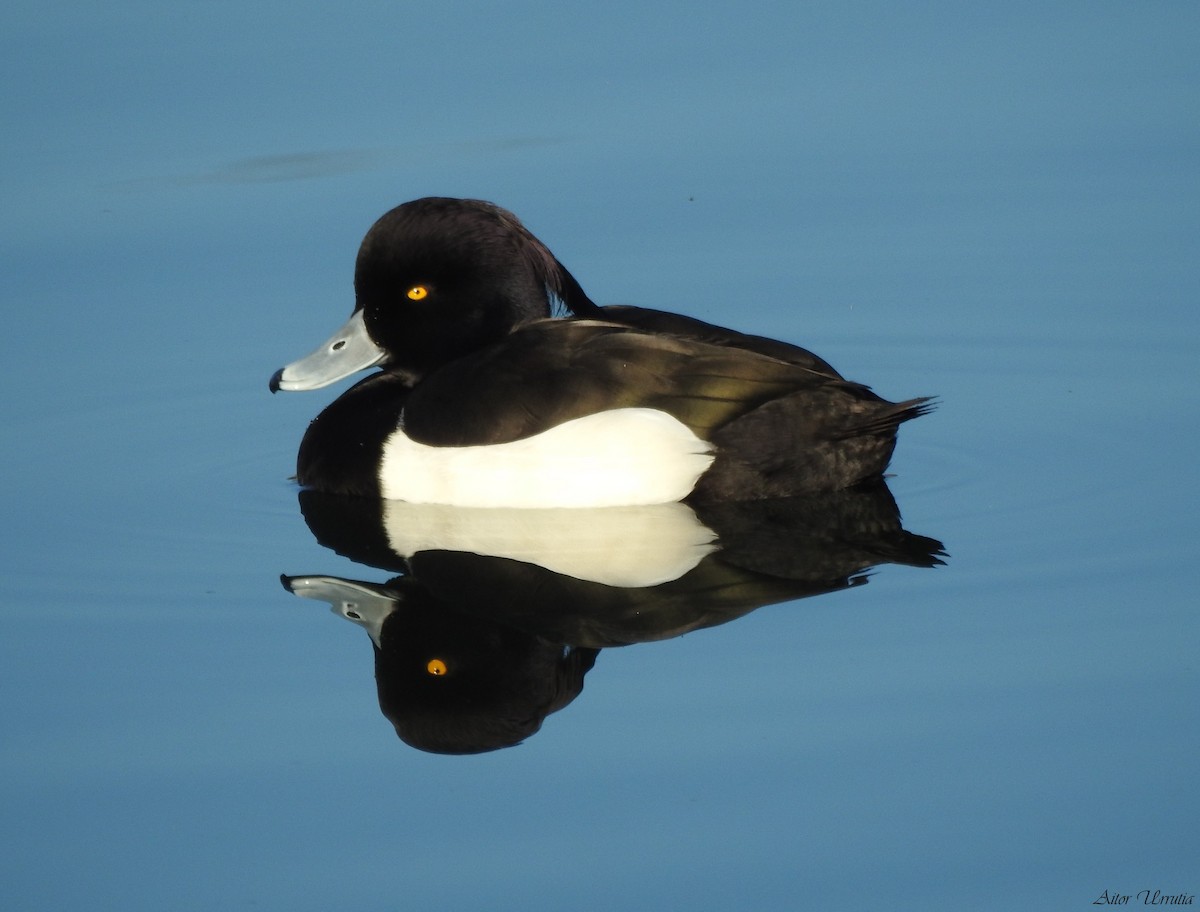 Tufted Duck - ML533850551