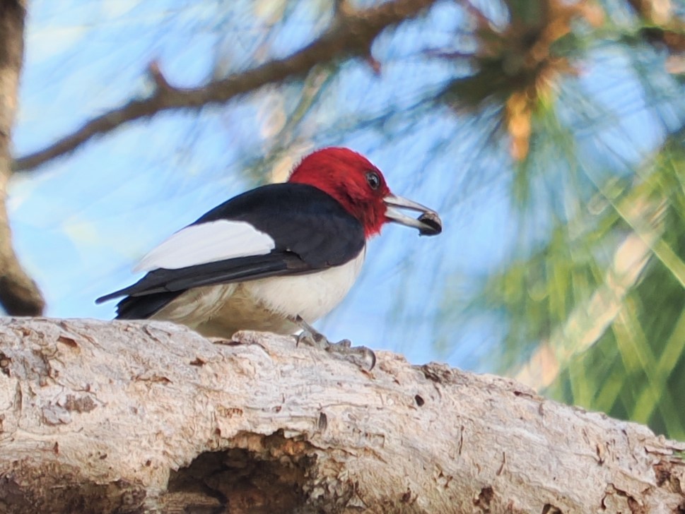 Pic à tête rouge - ML533850921