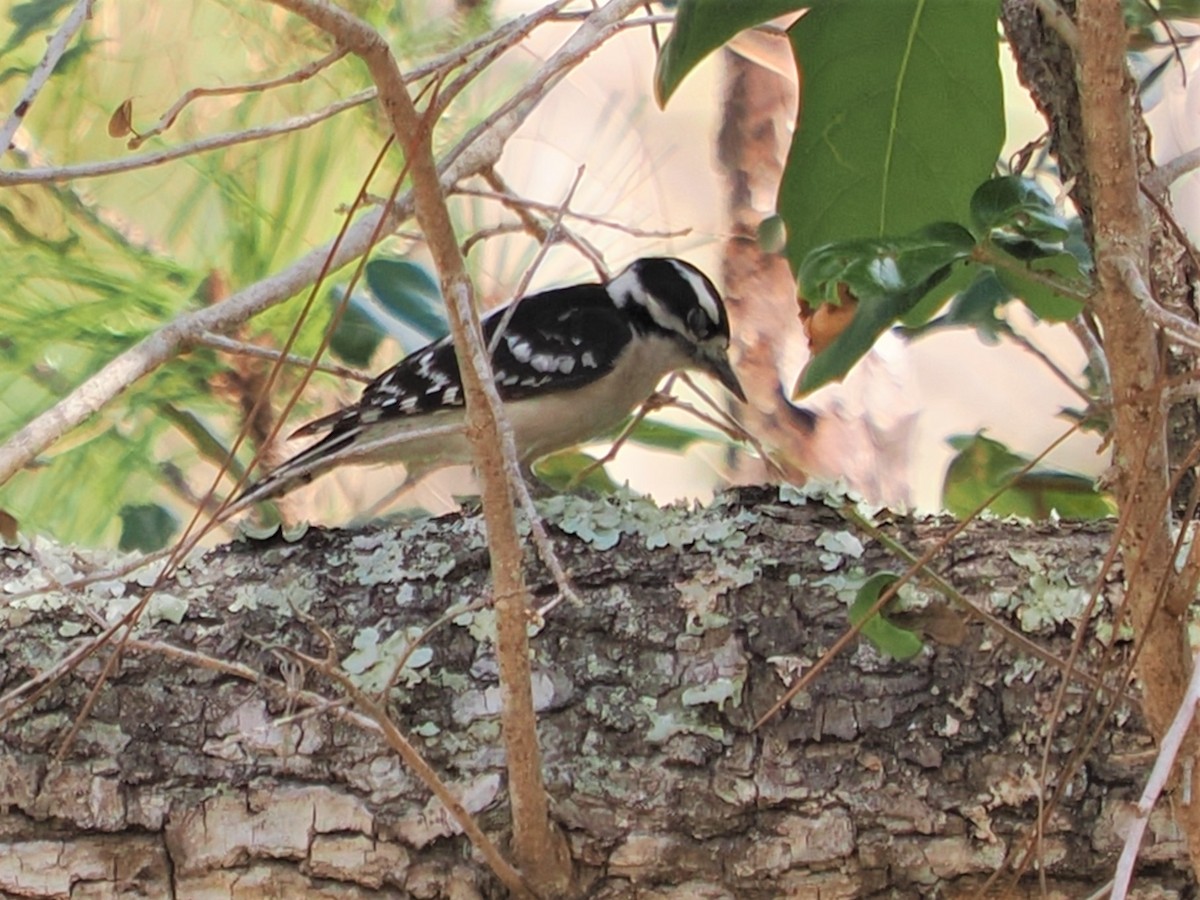 Downy Woodpecker - ML533850991