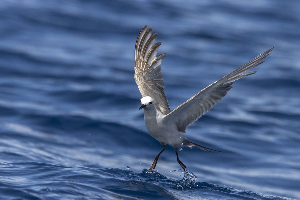 Gray Noddy - Oscar Thomas