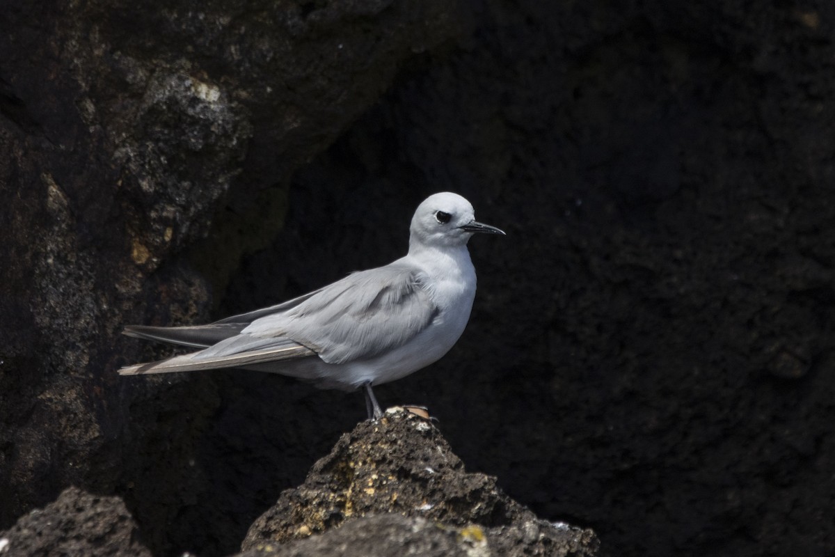 Gray Noddy - Oscar Thomas