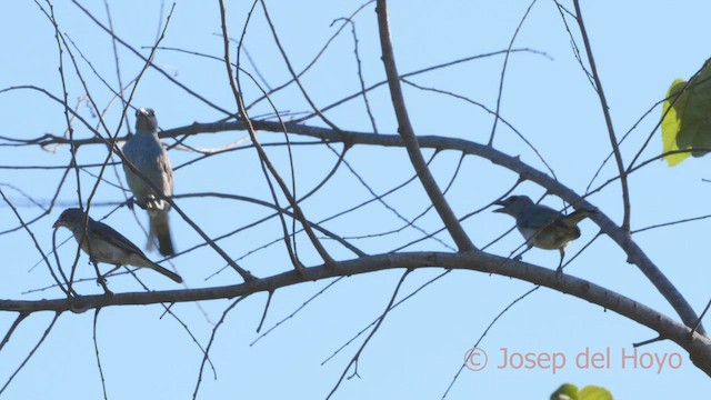 Glaucous Tanager - ML533851561