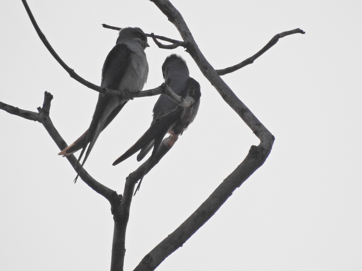 Crested Treeswift - ML533852531