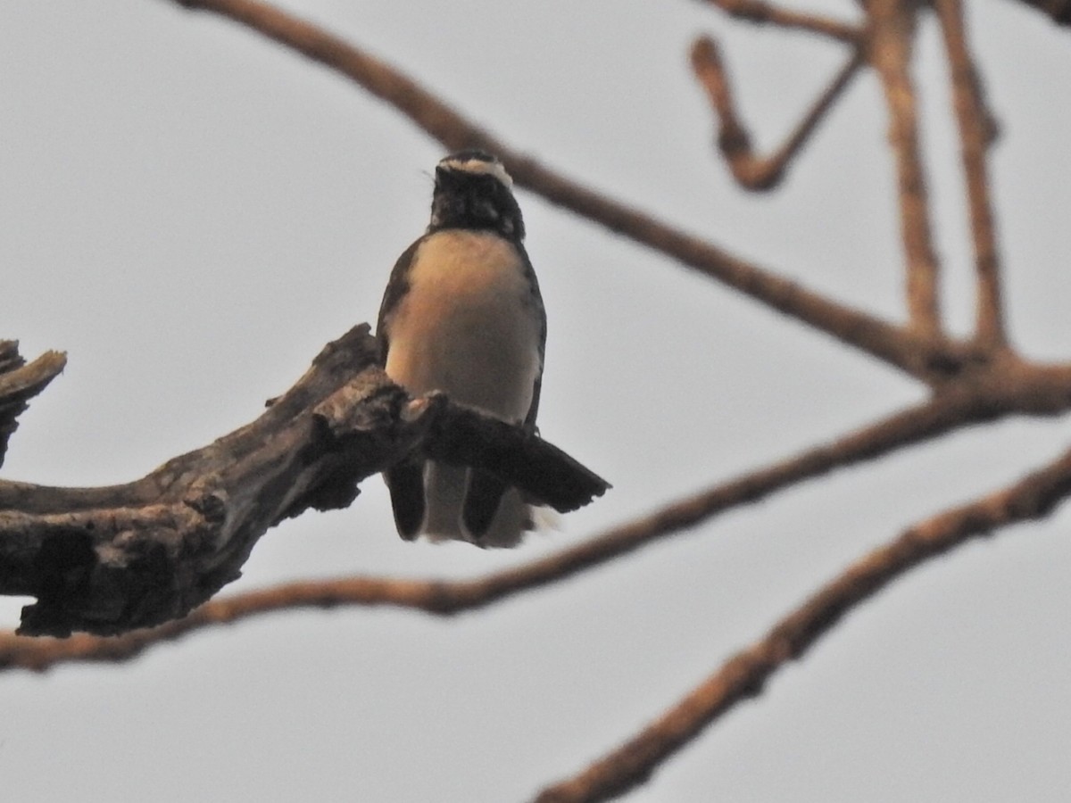 White-browed Fantail - ML533852551