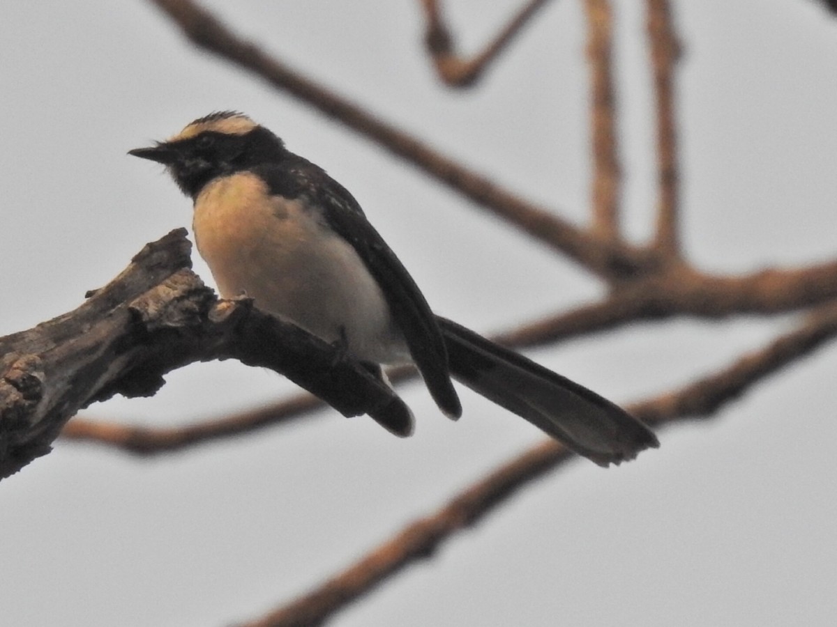 White-browed Fantail - ML533852561