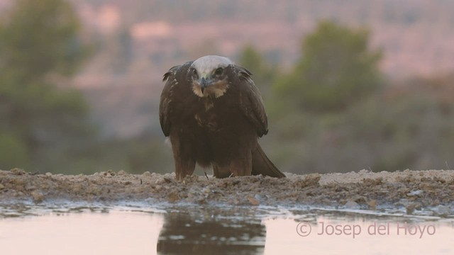 Western Marsh Harrier - ML533853451