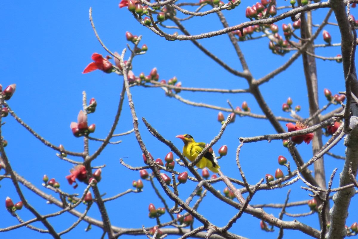 Китайская иволга - ML533853651