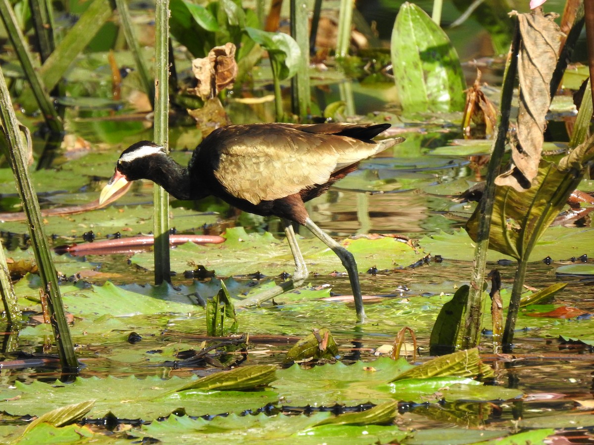 Bronze-winged Jacana - ML533855451