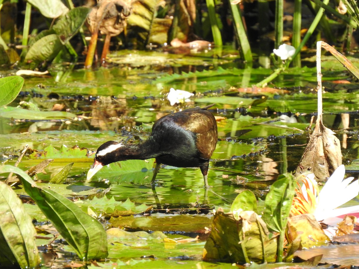 Bronze-winged Jacana - ML533855461