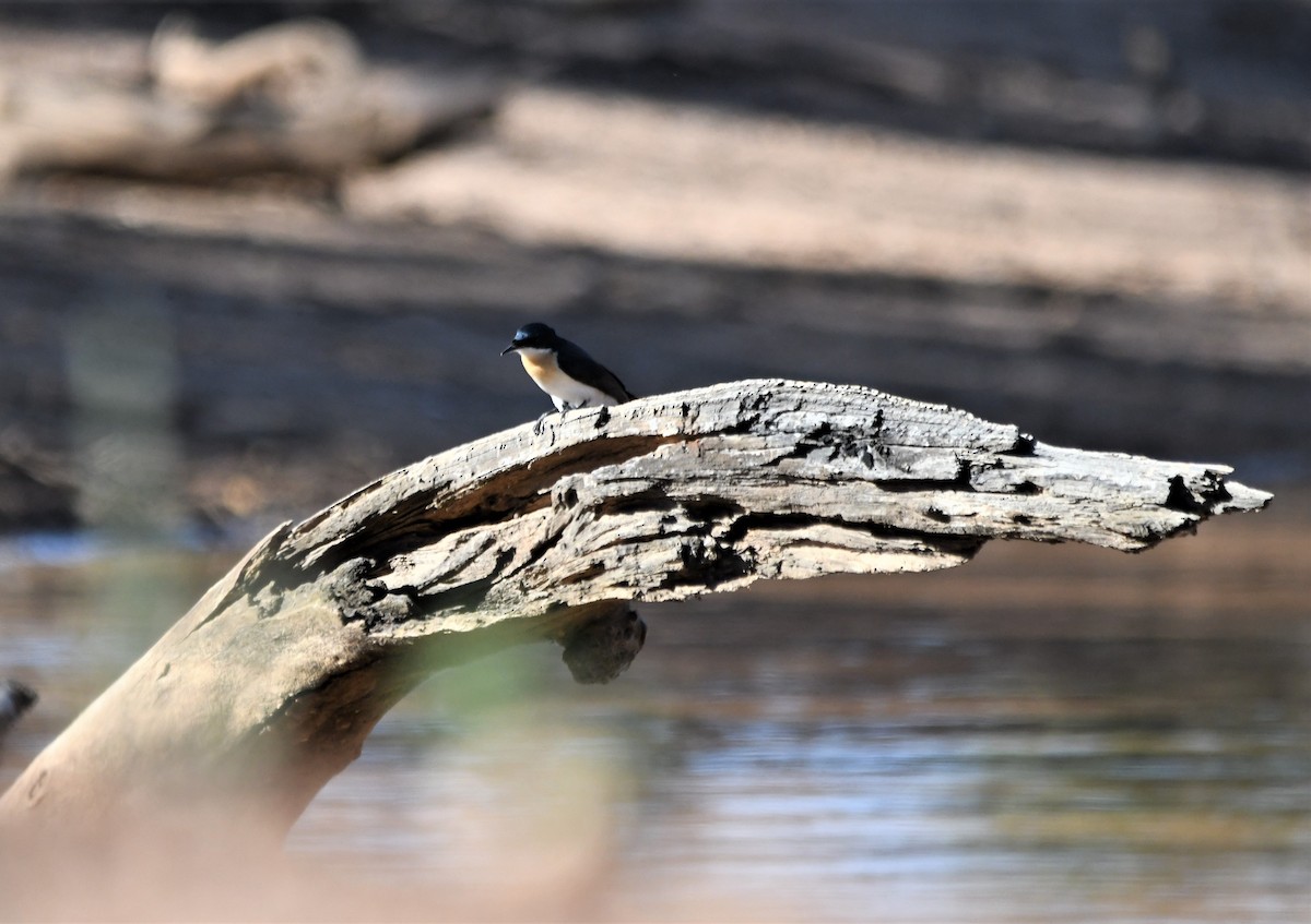 Restless Flycatcher - ML533856001