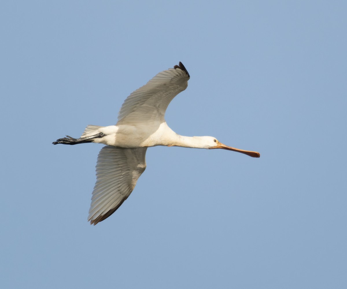 Eurasian Spoonbill - ML533856511