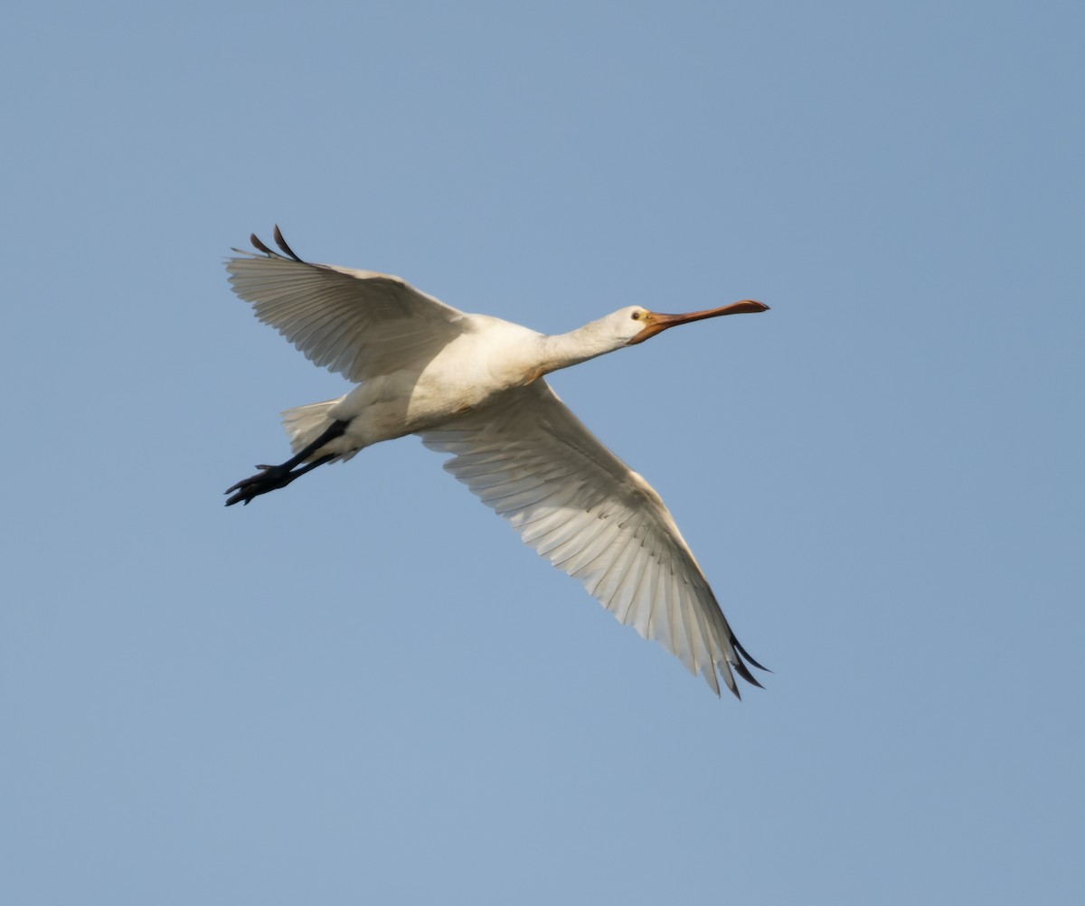 Eurasian Spoonbill - ML533856531