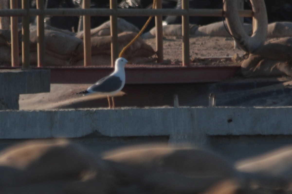 Armenian Gull - Alexandre Hespanhol Leitão