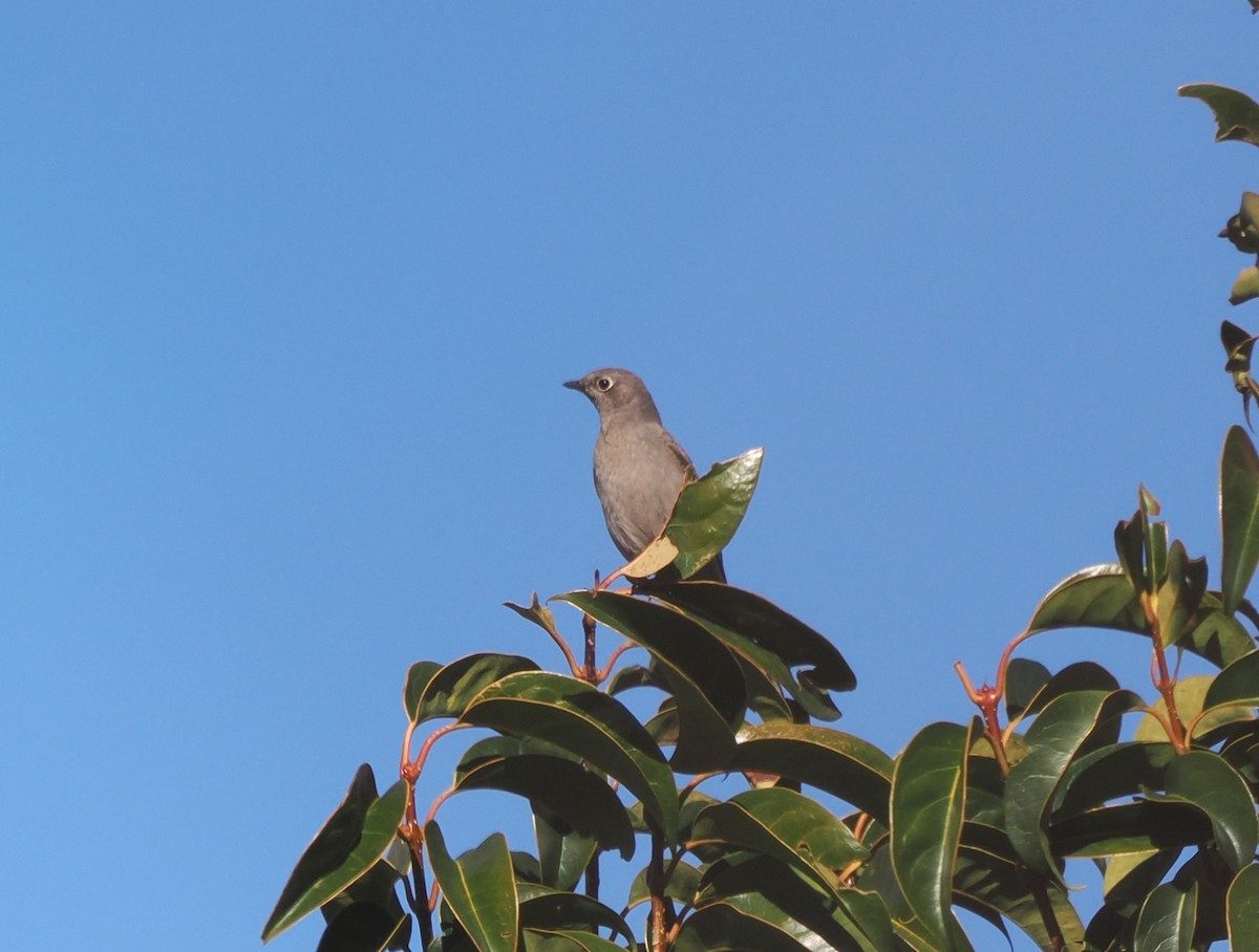Townsend's Solitaire - ML533858671