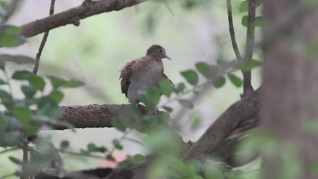 Blue Ground Dove - ML533860521