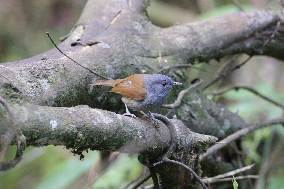 African Hill Babbler (African) - ML533860631