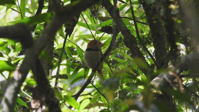 Collared Puffbird - ML533860801