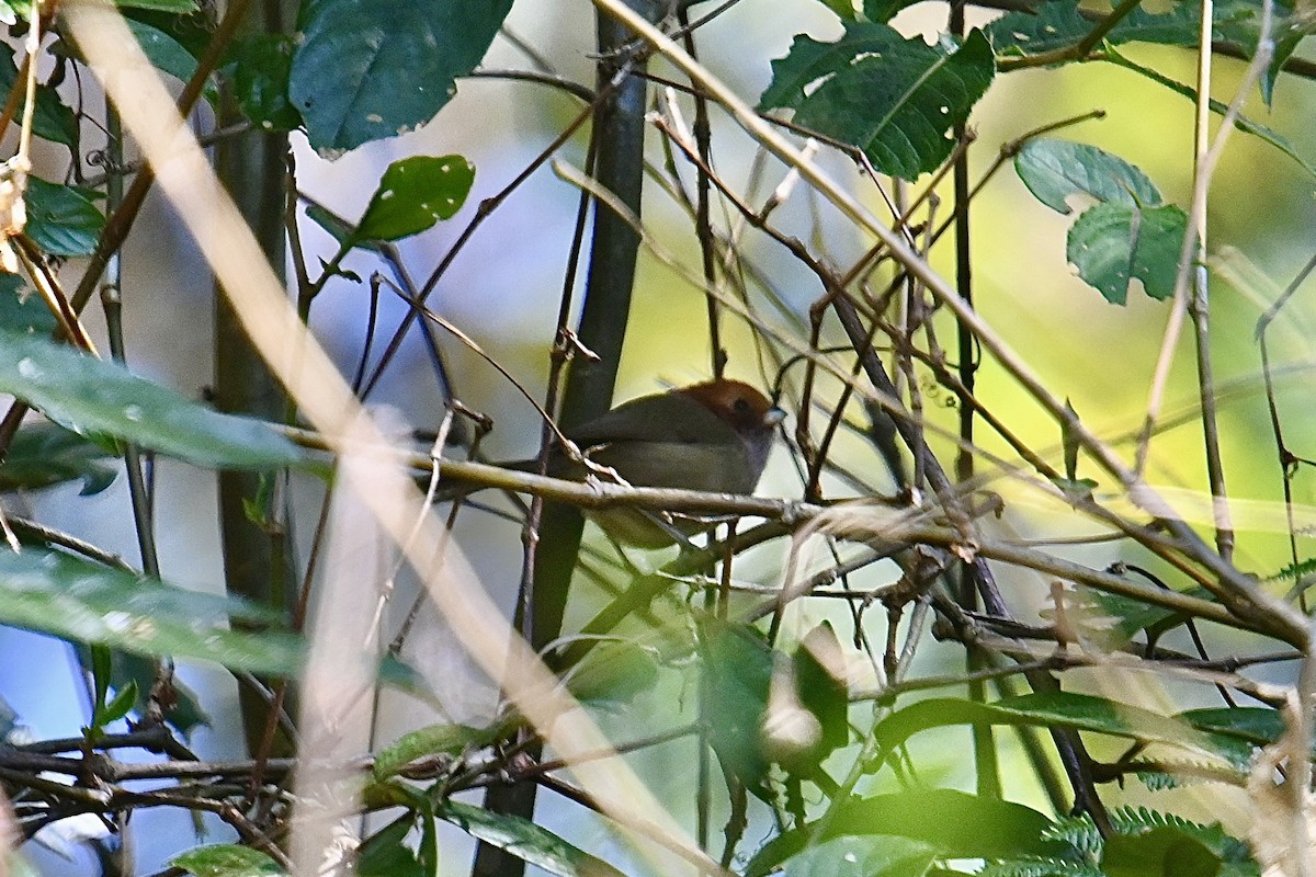 Brown-winged Parrotbill - ML533860911