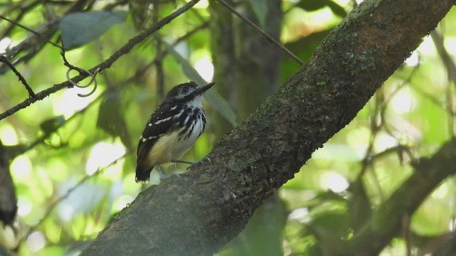 Dot-backed Antbird - ML533861201