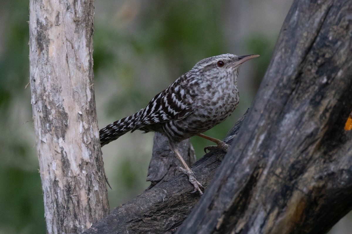 Fasciated Wren - ML533861631