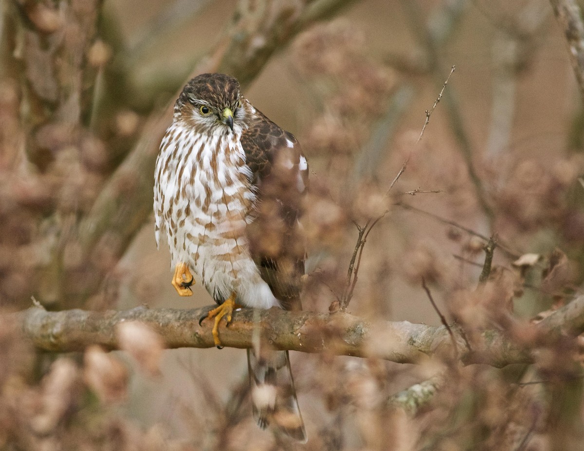 Sharp-shinned Hawk - ML533861651