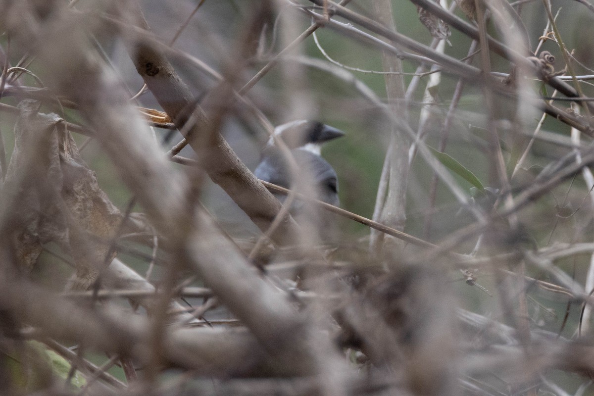 Black-capped Sparrow (Black-capped) - ML533862671