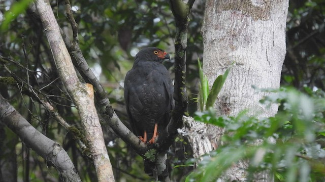 Schieferbussard - ML533863071