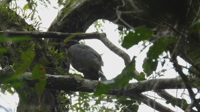 Slate-colored Hawk - ML533863111