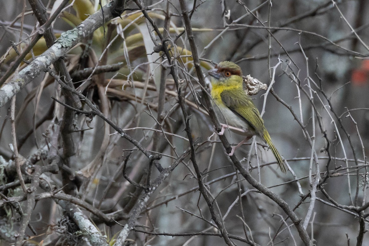 Rufous-browed Peppershrike - R M