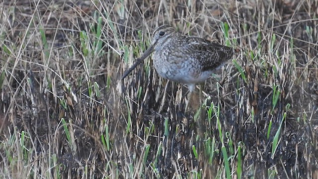 Pantanal Snipe - ML533864741