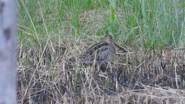 Pantanal Snipe - ML533864761