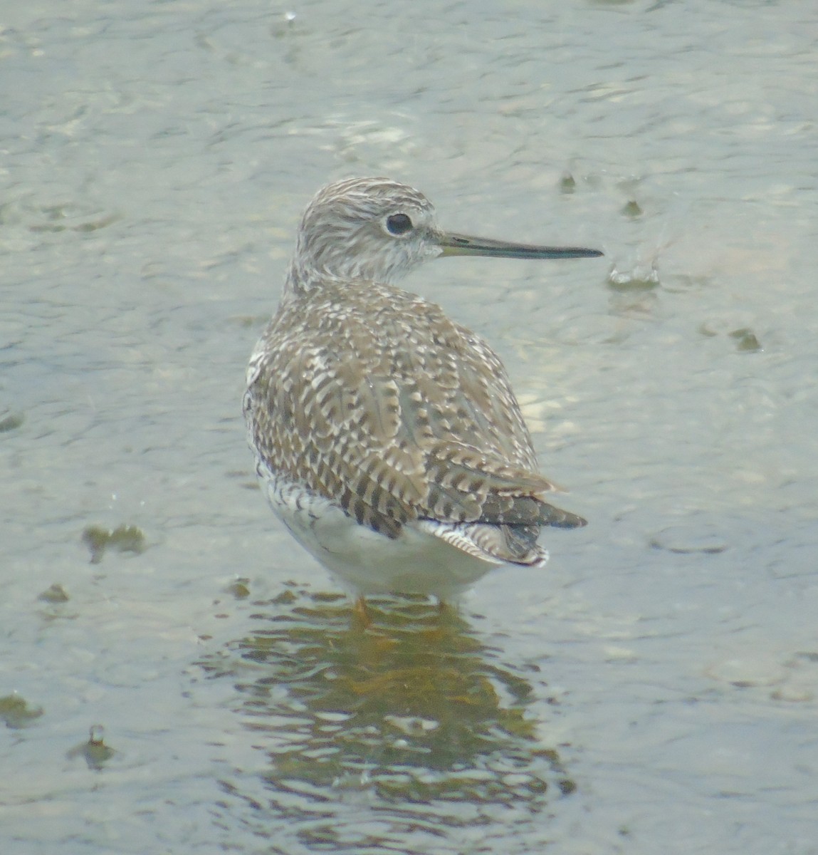 Greater Yellowlegs - ML533865101