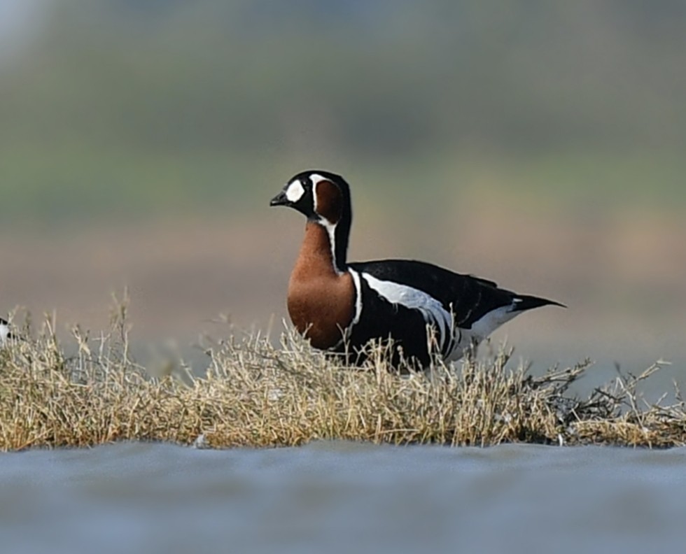 Red-breasted Goose - Latha  Prabhakaran