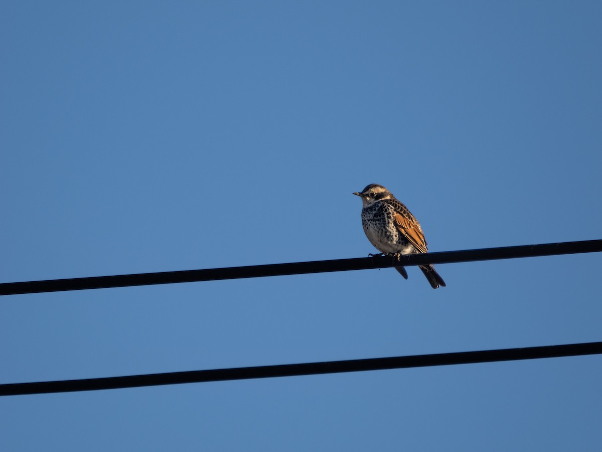 Dusky Thrush - ML533865761