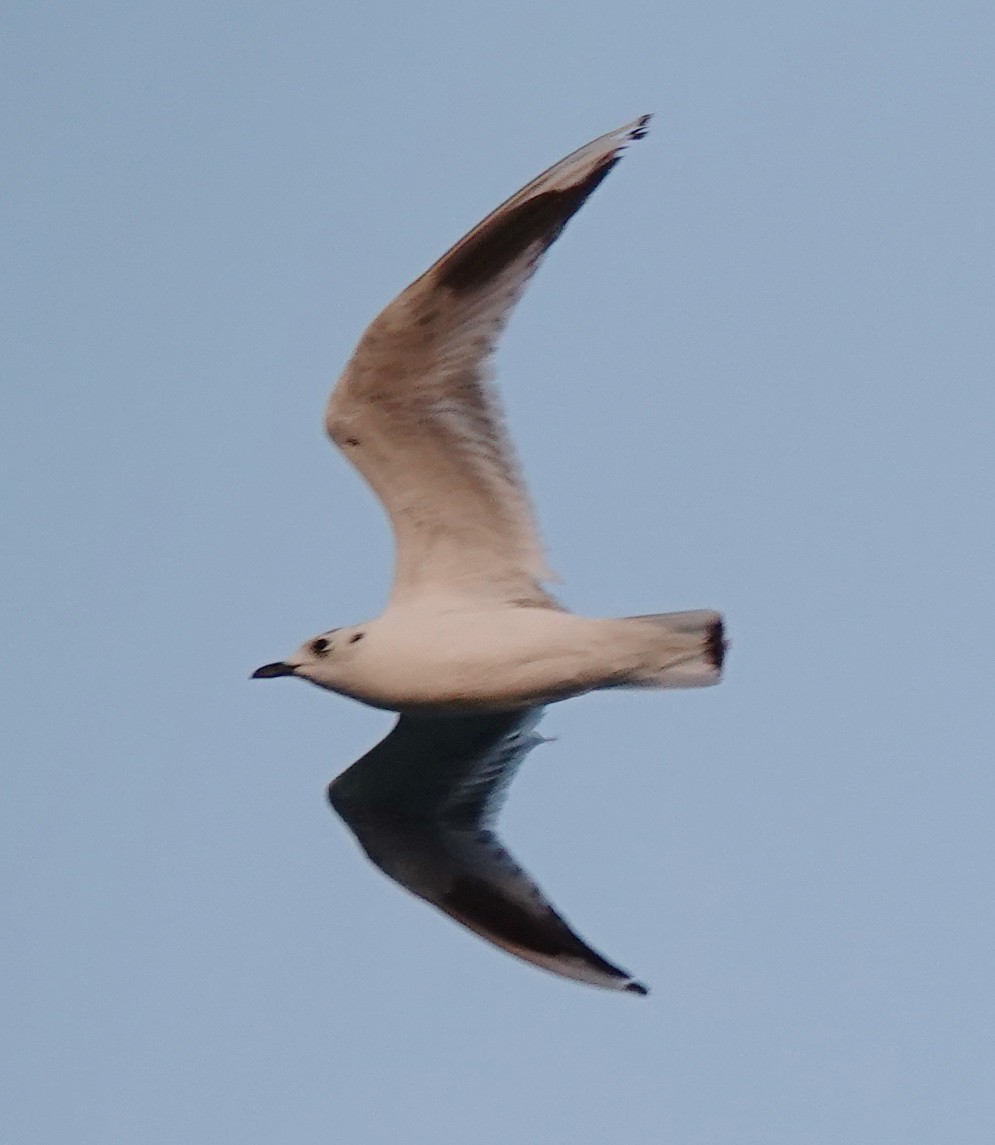 Saunders's Gull - ML533866201