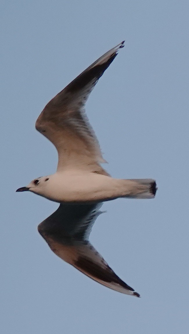 Saunders's Gull - ML533866211