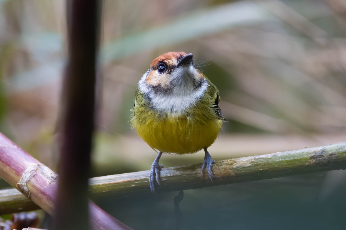 Rufous-crowned Tody-Flycatcher - R M