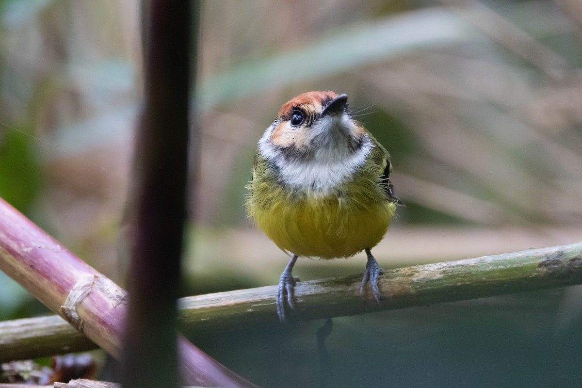 Rufous-crowned Tody-Flycatcher - R M