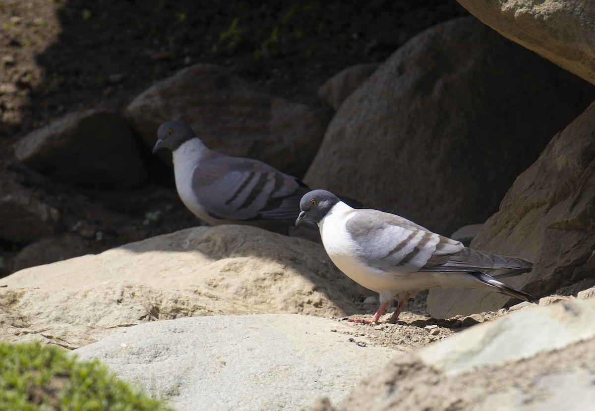 Pigeon des neiges - ML533867371