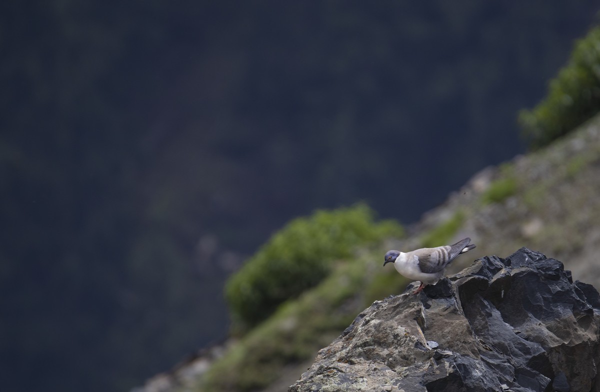 Snow Pigeon - ML533867381