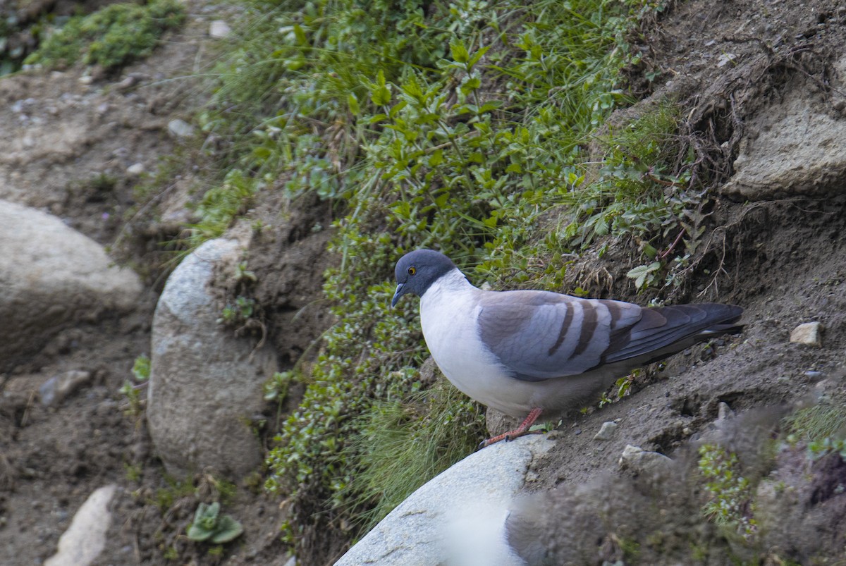 Snow Pigeon - ML533867391