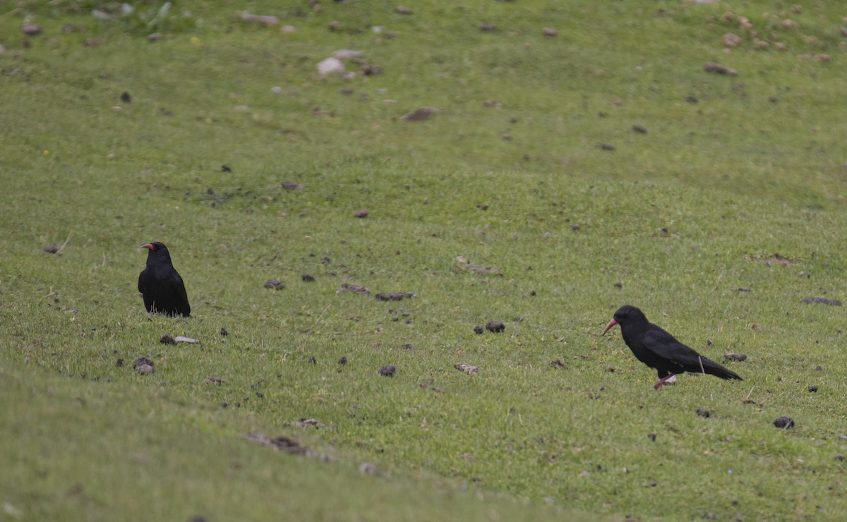 Red-billed Chough - Waseem Bhat