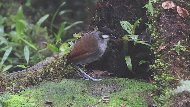 Jocotoco Antpitta - ML533867601