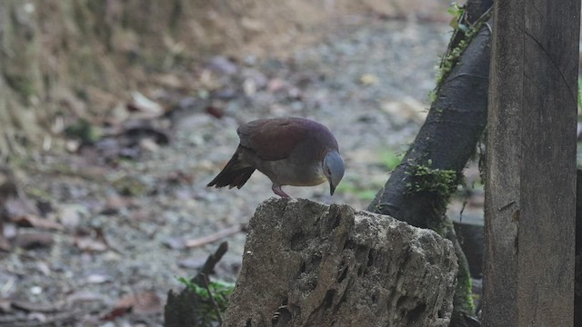 White-throated Quail-Dove - ML533867791