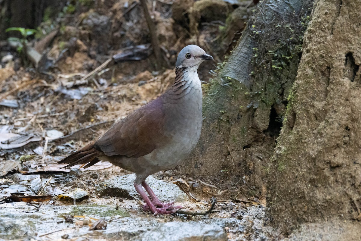 White-throated Quail-Dove - ML533867901