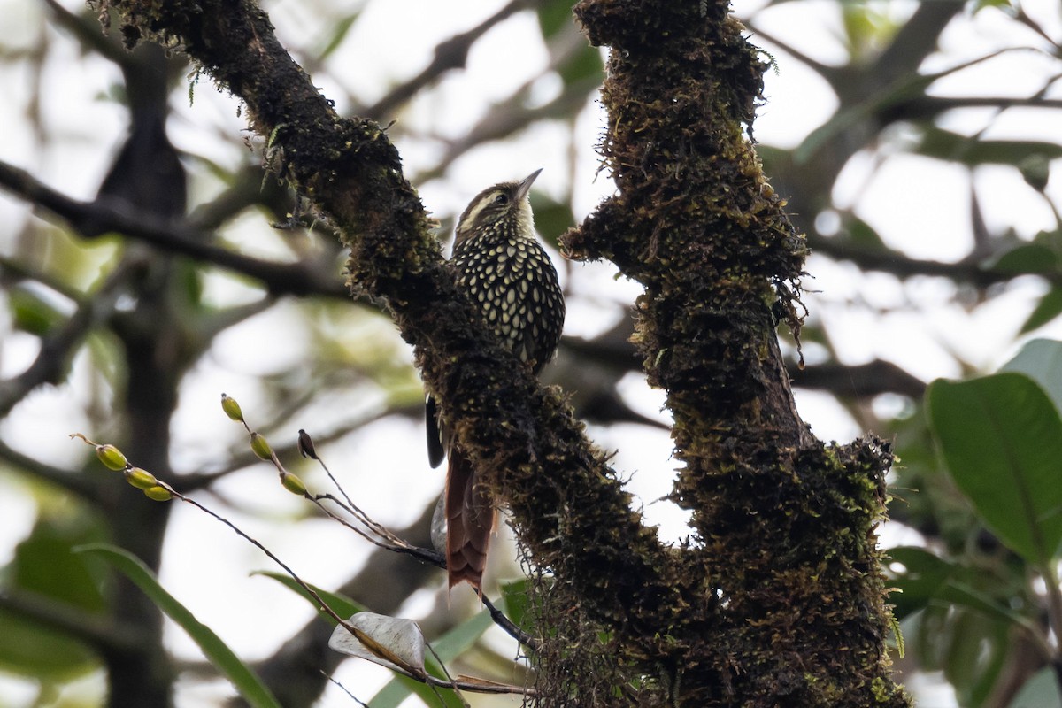 Pearled Treerunner - ML533868001