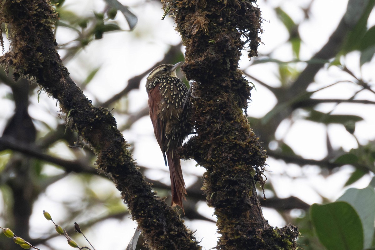 Pearled Treerunner - ML533868011