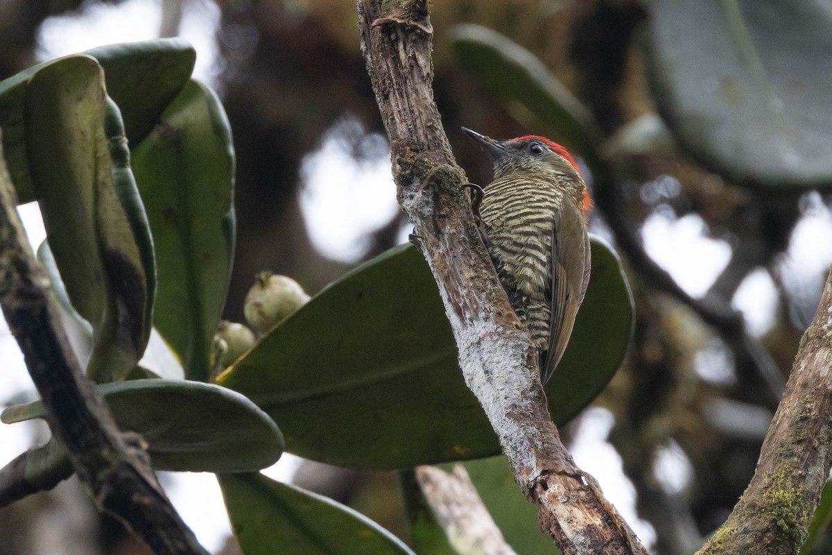 Bar-bellied Woodpecker - ML533868121