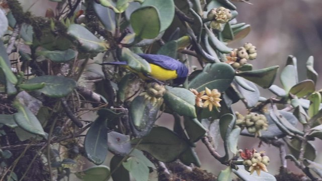 Hooded Mountain Tanager - ML533868581